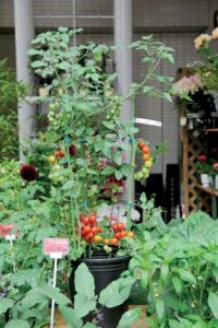 Plant a Container Garden